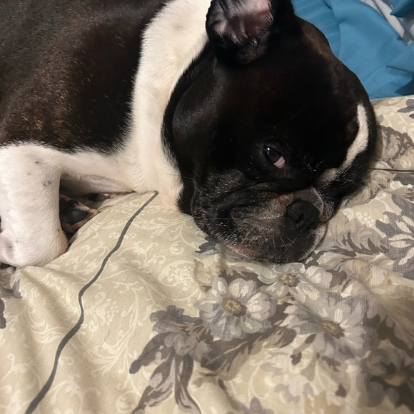 Meet your Posher, Dawn - Picture 4 of 4